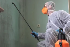 Mold Removal